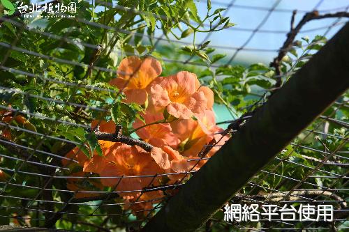 紫葳