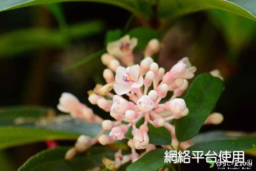 臺灣野牡丹藤