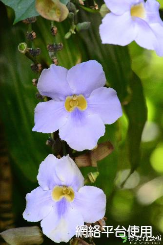 大鄧伯花