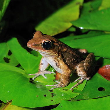frog-species-image