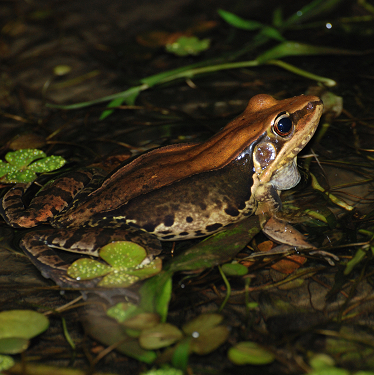 frog-species-image