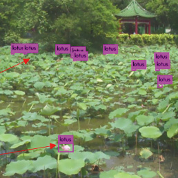 植物監測網路及AI識別應用於 臺灣植物物候監測的潛力