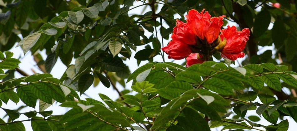 林業試驗所生態感測展示平台